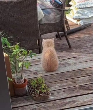 Illustration de l'article : Un chaton en mauvaise santé s'introduit dans une cour pour demander de l'aide