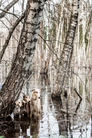 Illustration de l'article : 20 photos immortalisant les aventures d'une escouade de Lévriers