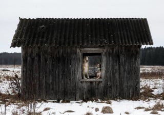 Illustration de l'article : 20 photos immortalisant les aventures d'une escouade de Lévriers