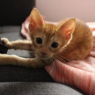 Un Chaton Errant Et Maigre Se Lie D Amitie Avec Le Chat De Sa Famille D Accueil