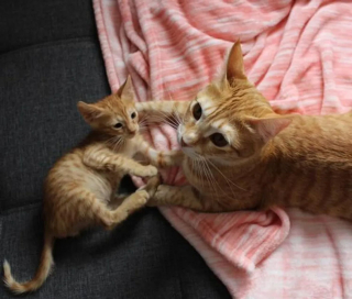 Illustration de l'article : Un chaton errant et maigre se lie d'amitié avec le chat de sa famille d'accueil