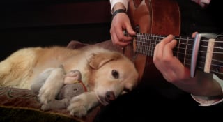 Illustration de l'article : L'attendrissant hommage d'un guitariste à sa plus grande fan, une femelle Golden Retriever (vidéo)