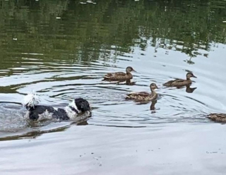 Illustration de l'article : Un jeune vacancier héroïque se précipite dans un lac pour repêcher un chien en train de se noyer