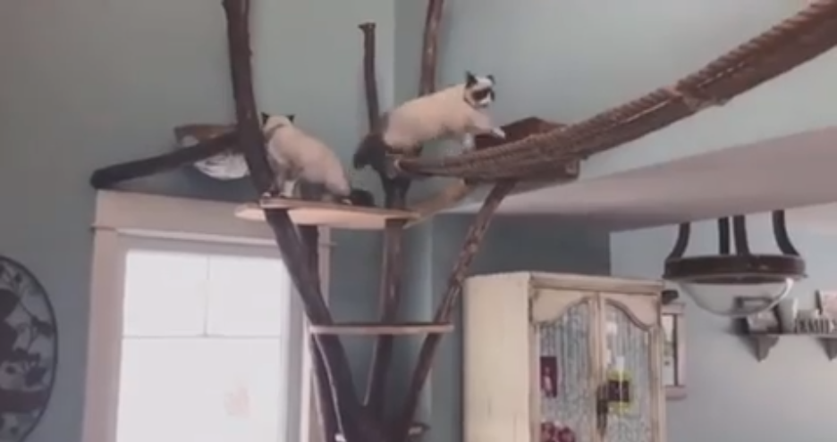 Un Amoureux Des Chats A Concu Un Impressionnant Parcours D Obstacles Dans Sa Maison