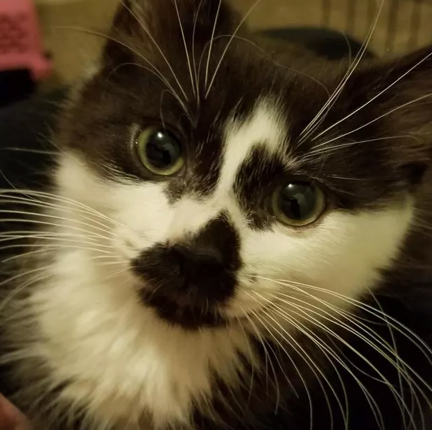 15 Chats Aux Moustaches Sublimes