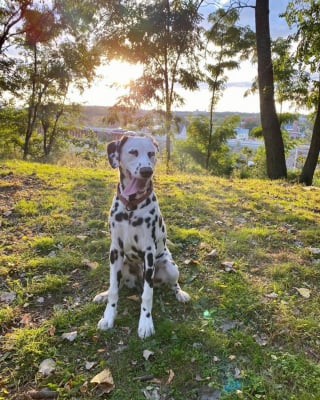 Illustration de l'article : 20 photos de Dalmatiens à la joie de vivre communicative