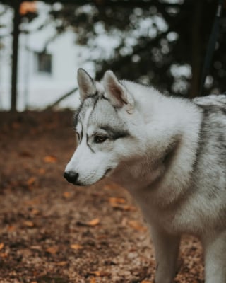 Illustration de l'article : 14 photos d'un Husky découvrant les couleurs de l'automne pour la première fois