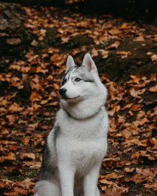 Illustration de l'article : 14 photos d'un Husky découvrant les couleurs de l'automne pour la première fois