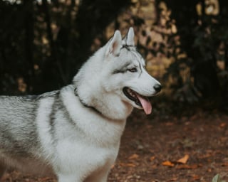 Illustration de l'article : 14 photos d'un Husky découvrant les couleurs de l'automne pour la première fois