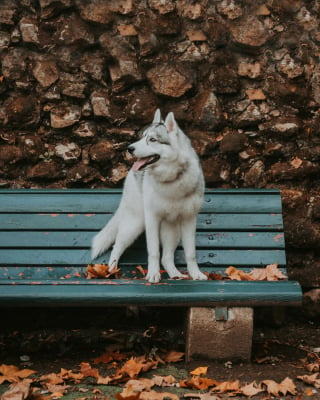 Illustration de l'article : 14 photos d'un Husky découvrant les couleurs de l'automne pour la première fois