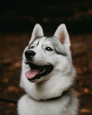 Illustration de l'article : 14 photos d'un Husky découvrant les couleurs de l'automne pour la première fois