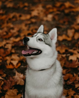 Illustration de l'article : 14 photos d'un Husky découvrant les couleurs de l'automne pour la première fois