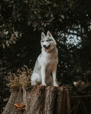 Illustration de l'article : 14 photos d'un Husky découvrant les couleurs de l'automne pour la première fois