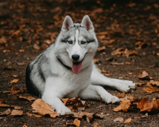 Illustration de l'article : 14 photos d'un Husky découvrant les couleurs de l'automne pour la première fois