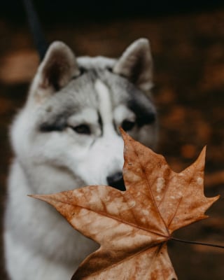 Illustration de l'article : 14 photos d'un Husky découvrant les couleurs de l'automne pour la première fois