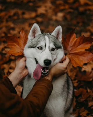 Illustration de l'article : 14 photos d'un Husky découvrant les couleurs de l'automne pour la première fois