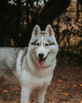 Illustration de l'article : 14 photos d'un Husky découvrant les couleurs de l'automne pour la première fois