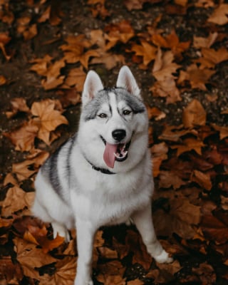 Illustration de l'article : 14 photos d'un Husky découvrant les couleurs de l'automne pour la première fois