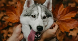 Illustration de l'article : 14 photos d'un Husky découvrant les couleurs de l'automne pour la première fois