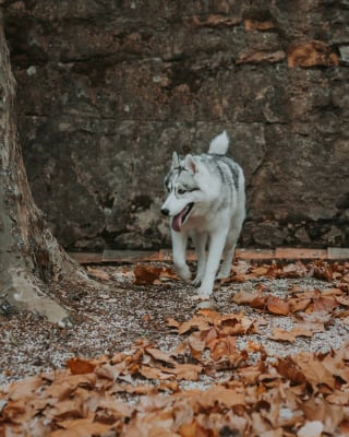 Illustration de l'article : 14 photos d'un Husky découvrant les couleurs de l'automne pour la première fois