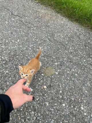 Illustration de l'article : 20 chatons mignons qui dominent le coeur de leur propriétaire !