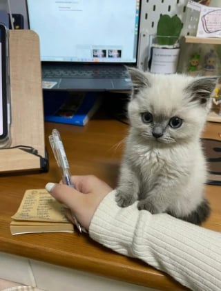 Illustration de l'article : 20 chatons mignons qui dominent le coeur de leur propriétaire !