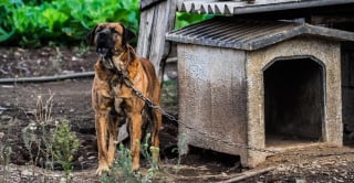 Illustration de l'article : Texas : une nouvelle loi interdit les propriétaires d'enchaîner leurs chiens à l'extérieur