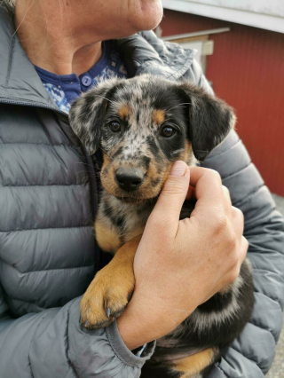 Illustration de l'article : 20 photos de personnes qui ont choisi d'ouvrir leur coeur et leur maison à des animaux issus d'un refuge