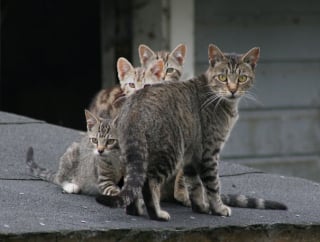 Illustration de l'article : 20 chattes qui regardent leurs chatons avec des yeux pleins de fierté et d’amour