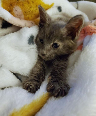 Illustration de l'article : Un chaton enfermé dans un sac et retrouvé lors d'une tempête grave l'empreinte de sa patte dans le coeur de sa bienfaitrice