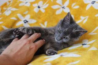 Illustration de l'article : Un chaton enfermé dans un sac et retrouvé lors d'une tempête grave l'empreinte de sa patte dans le coeur de sa bienfaitrice