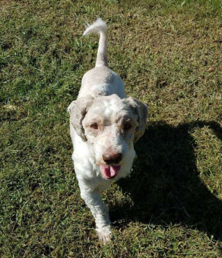 Illustration de l'article : La nouvelle coupe de cheveux de ce chien enfoui sous plus de 6 kilos de poils change sa vie à jamais