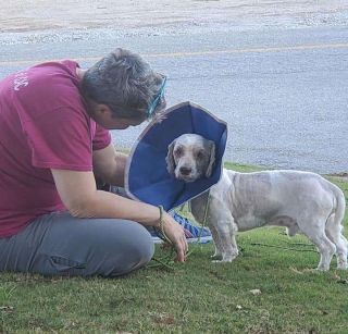 Illustration de l'article : La nouvelle coupe de cheveux de ce chien enfoui sous plus de 6 kilos de poils change sa vie à jamais