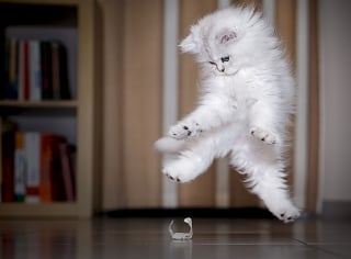 Illustration de l'article : 20 photos démontrant que le chat est le symbole universel de la grâce et de l'équilibre !