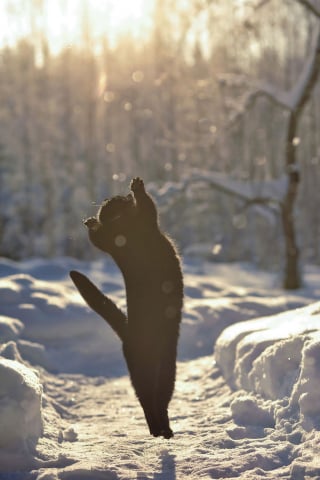 Illustration de l'article : 20 photos démontrant que le chat est le symbole universel de la grâce et de l'équilibre !