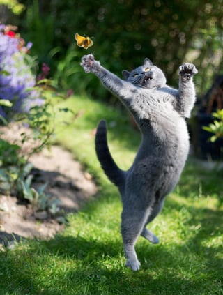 Illustration de l'article : 20 photos démontrant que le chat est le symbole universel de la grâce et de l'équilibre !