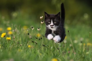 Illustration de l'article : 20 photos démontrant que le chat est le symbole universel de la grâce et de l'équilibre !