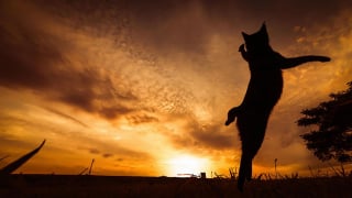 Illustration de l'article : 20 photos démontrant que le chat est le symbole universel de la grâce et de l'équilibre !