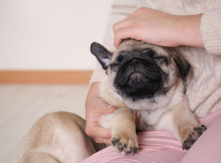 Illustration de l'article : 10 chiens qui ne refuseront jamais un câlin ou une caresse