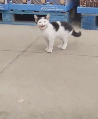 Illustration de l'article : Les courses de cette dame prennent une tournure inattendue, lorsqu'elle découvre un chaton errant dans le magasin (vidéo)