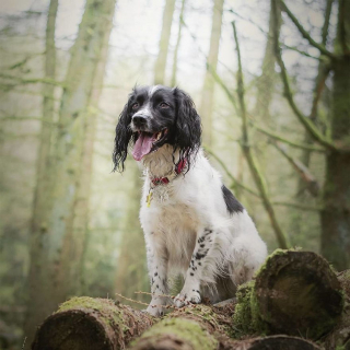 Illustration de l'article : 14 photos racontant l'histoire touchante d'une fille souffrant d'une maladie cardiaque dont le meilleur ami est un chien