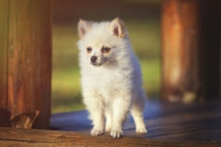 Illustration de l'article : 20 photos d'une chienne considérée comme une héroïne par son propriétaire