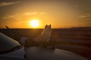 Illustration de l'article : 20 photos d'une chienne considérée comme une héroïne par son propriétaire