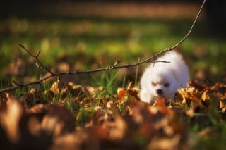 Illustration de l'article : 20 photos d'une chienne considérée comme une héroïne par son propriétaire