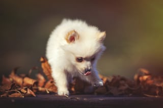 Illustration de l'article : 20 photos d'une chienne considérée comme une héroïne par son propriétaire