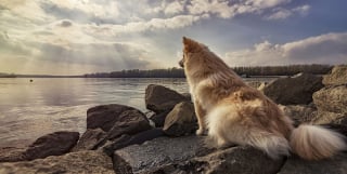 Illustration de l'article : 20 photos d'une chienne considérée comme une héroïne par son propriétaire