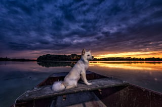 Illustration de l'article : 20 photos d'une chienne considérée comme une héroïne par son propriétaire