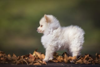 Illustration de l'article : 20 photos d'une chienne considérée comme une héroïne par son propriétaire