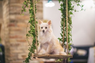 Illustration de l'article : 20 photos d'une chienne considérée comme une héroïne par son propriétaire