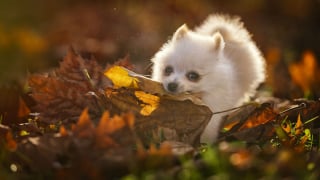 Illustration de l'article : 20 photos d'une chienne considérée comme une héroïne par son propriétaire